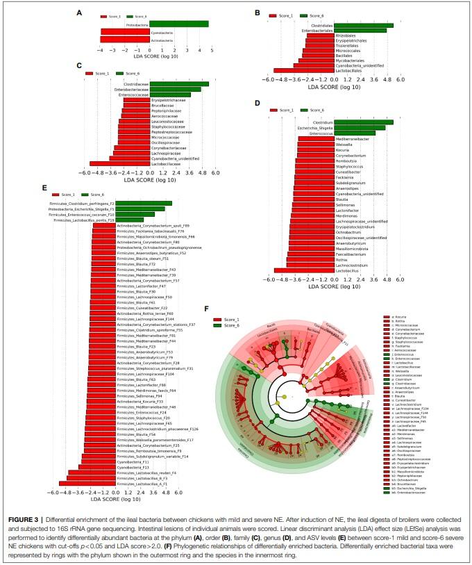 Identification of an Intestinal Microbiota Signature Associated With the Severity of Necrotic Enteritis - Image 5