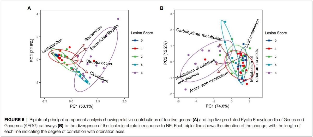 Identification of an Intestinal Microbiota Signature Associated With the Severity of Necrotic Enteritis - Image 11
