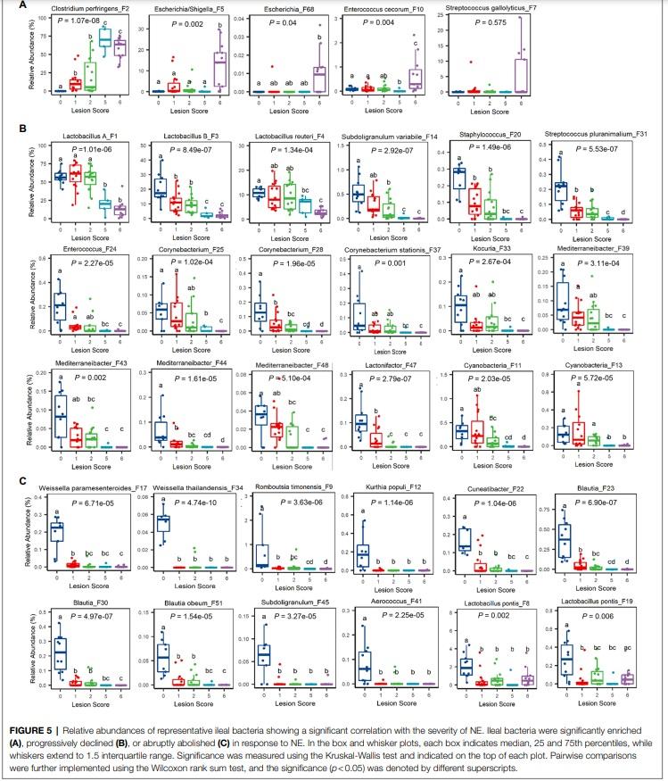 Identification of an Intestinal Microbiota Signature Associated With the Severity of Necrotic Enteritis - Image 9