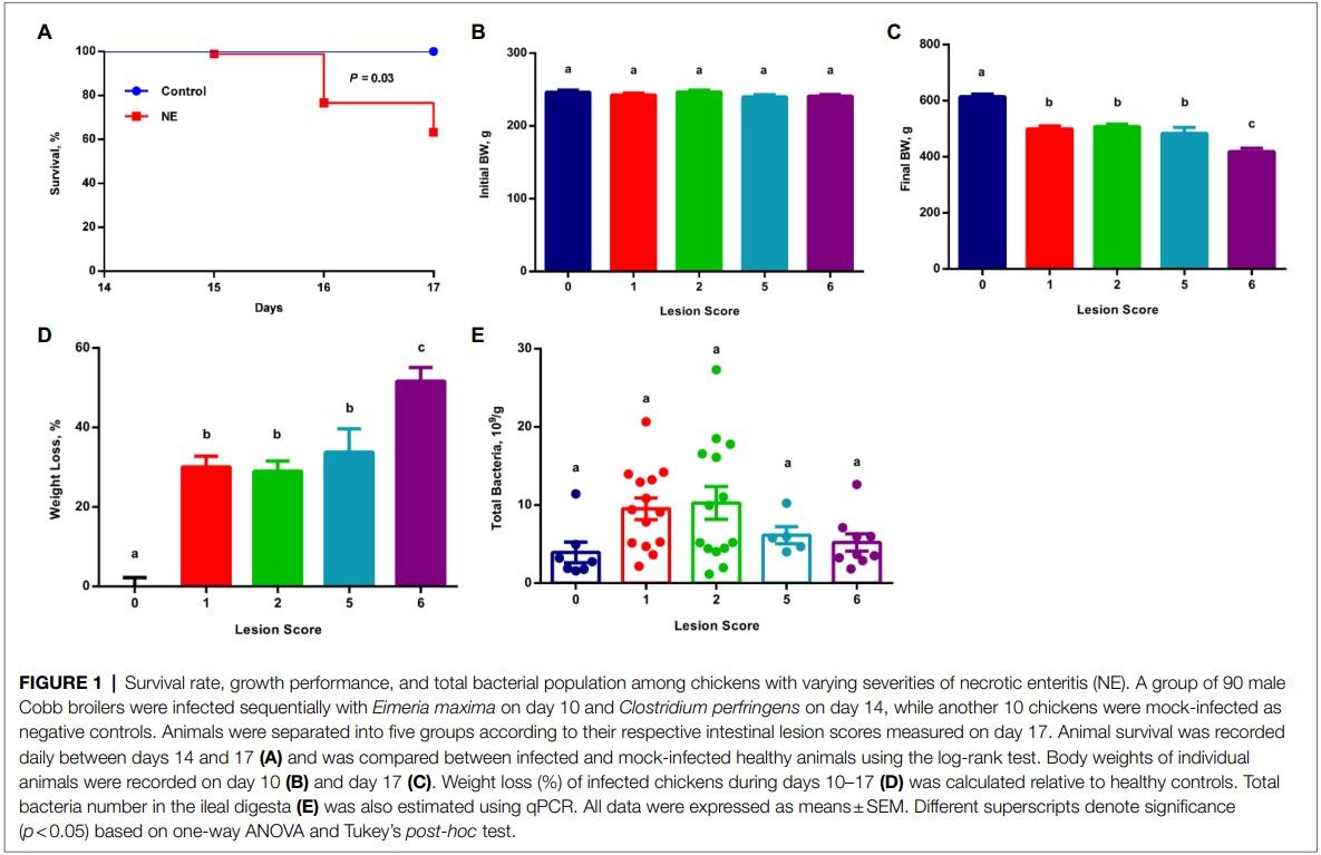 Identification of an Intestinal Microbiota Signature Associated With the Severity of Necrotic Enteritis - Image 1