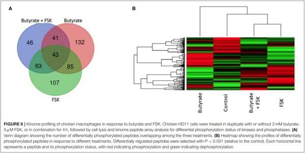 Butyrate and Forskolin Augment Host Defense, Barrier Function, and Disease Resistance Without Eliciting Inflammation - Image 6