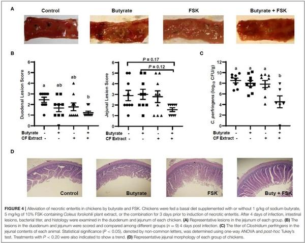 Butyrate and Forskolin Augment Host Defense, Barrier Function, and Disease Resistance Without Eliciting Inflammation - Image 4