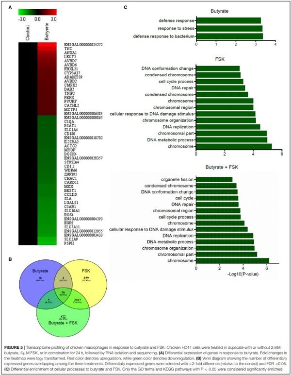 Butyrate and Forskolin Augment Host Defense, Barrier Function, and Disease Resistance Without Eliciting Inflammation - Image 5