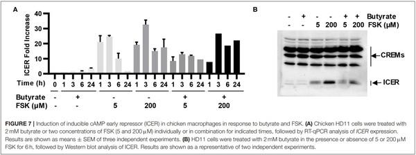 Butyrate and Forskolin Augment Host Defense, Barrier Function, and Disease Resistance Without Eliciting Inflammation - Image 7