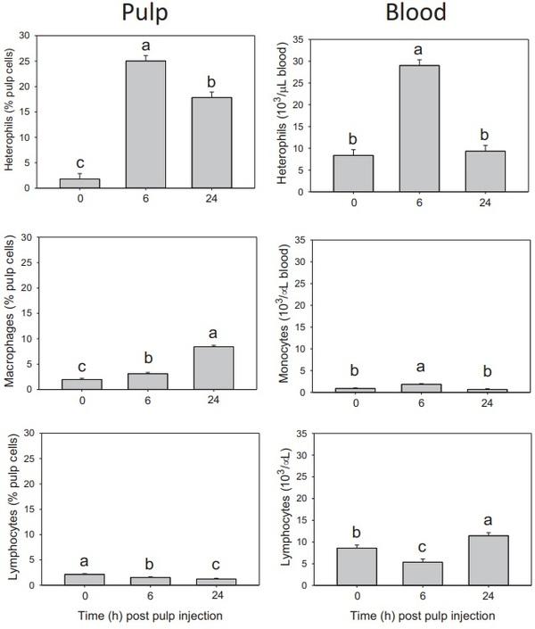Local and systemic inflammatory responses to lipopolysaccharide in broilers: new insights using a two-window approach - Image 3