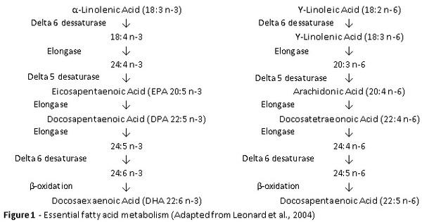 Omega-3 Enriched Eggs and Benefits for Human Health - Image 2