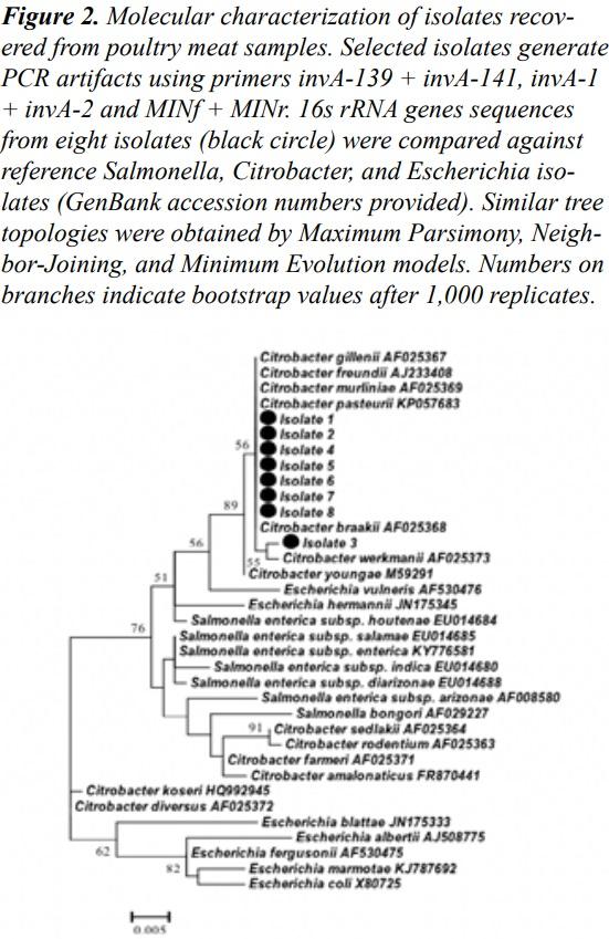 An Improved invA-based PCR Method for Rapid and Accurate Detection of Salmonella Isolates - Image 3