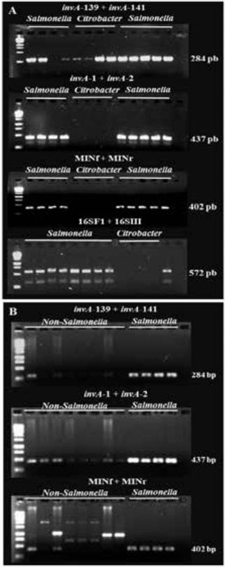 An Improved invA-based PCR Method for Rapid and Accurate Detection of Salmonella Isolates - Image 2