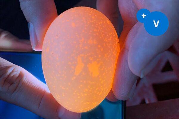 Main causes of mottled eggshells - Image 2