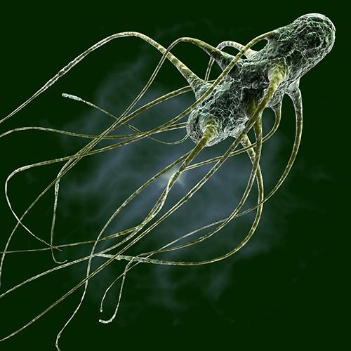 Salmonella Gallinarum, where do we go? - Image 1