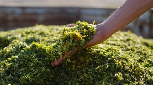 Silage - the best economical alternate while scarcity of green fodder is inevitable - Image 2