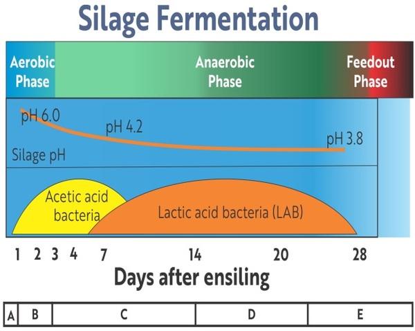 Silage - the best economical alternate while scarcity of green fodder is inevitable - Image 6