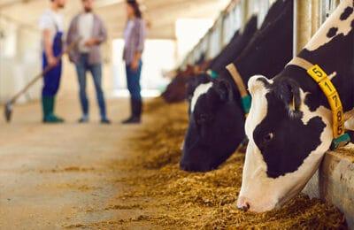 A better feed efficiency will drive sustainability - Image 1