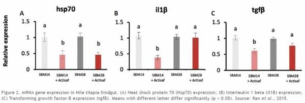 Yeast probiotics to boost fish gut health and improve feed efficiency - Image 1