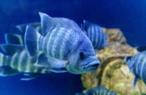 Yeast probiotics to boost fish gut health and improve feed efficiency - Image 1