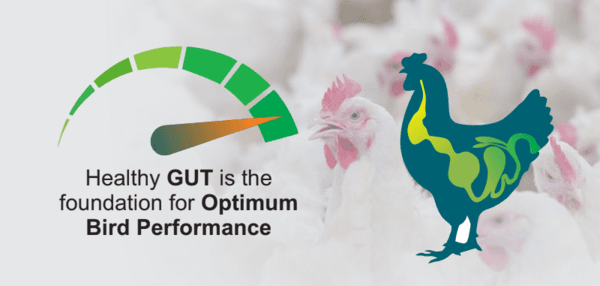 Role of Probiotics in Poultry Gut Health - Image 1