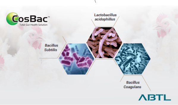 Role of Probiotics in Poultry Gut Health - Image 1