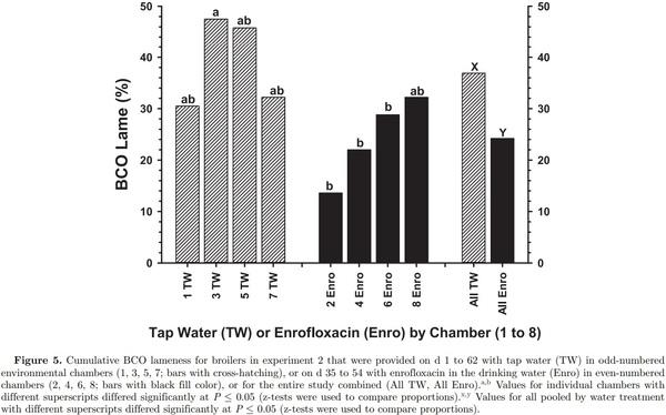 Prophylactic administration of a combined prebiotic and probiotic, or therapeutic administration of enrofloxacin, to reduce the incidence of bacterial chondronecrosis with osteomyelitis in broilers - Image 11