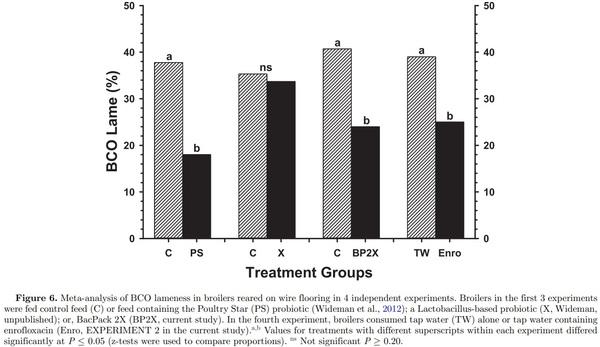 Prophylactic administration of a combined prebiotic and probiotic, or therapeutic administration of enrofloxacin, to reduce the incidence of bacterial chondronecrosis with osteomyelitis in broilers - Image 14