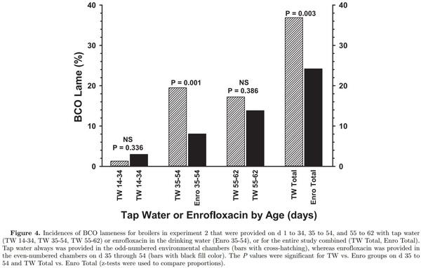 Prophylactic administration of a combined prebiotic and probiotic, or therapeutic administration of enrofloxacin, to reduce the incidence of bacterial chondronecrosis with osteomyelitis in broilers - Image 10