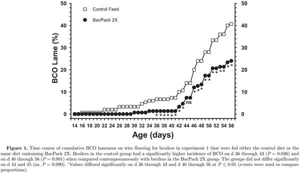 Prophylactic administration of a combined prebiotic and probiotic, or therapeutic administration of enrofloxacin, to reduce the incidence of bacterial chondronecrosis with osteomyelitis in broilers - Image 3