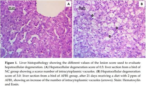 Evaluation of Cellulosic Polymers and Curcumin to Reduce Aflatoxin B1 Toxic Effects on Performance, Biochemical, and Immunological Parameters of Broiler Chickens - Image 4