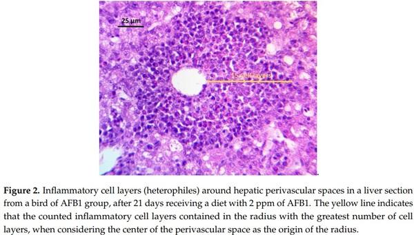 Evaluation of Cellulosic Polymers and Curcumin to Reduce Aflatoxin B1 Toxic Effects on Performance, Biochemical, and Immunological Parameters of Broiler Chickens - Image 5