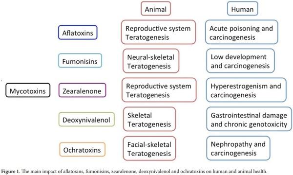 An overview of mycotoxins, their pathogenic effects, foods where they are found and their diagnostic biomarkers - Image 1