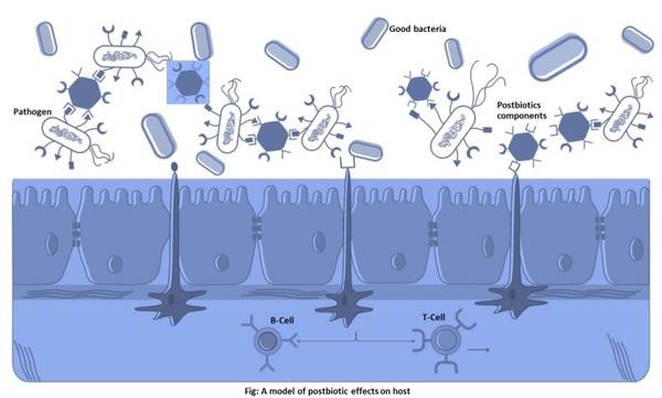 Postbiotic, the real hero in animal nutrition and health management - Image 1