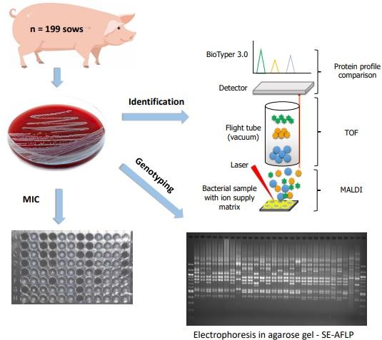 Genetic diversity and antimicrobial resistance of Staphylococcus hyicus isolated from sows with purulent vulvar discharge - Image 1