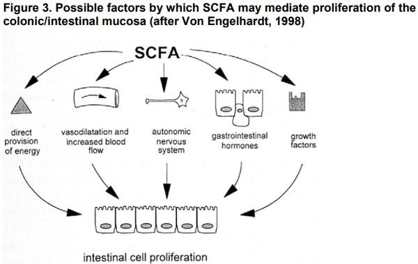 Organic Acids as Potential Alternatives to Antibiotic Growth Promoters for Pigs - Image 4