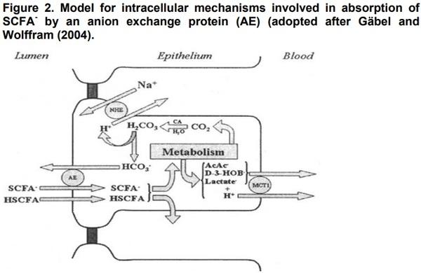 Organic Acids as Potential Alternatives to Antibiotic Growth Promoters for Pigs - Image 3