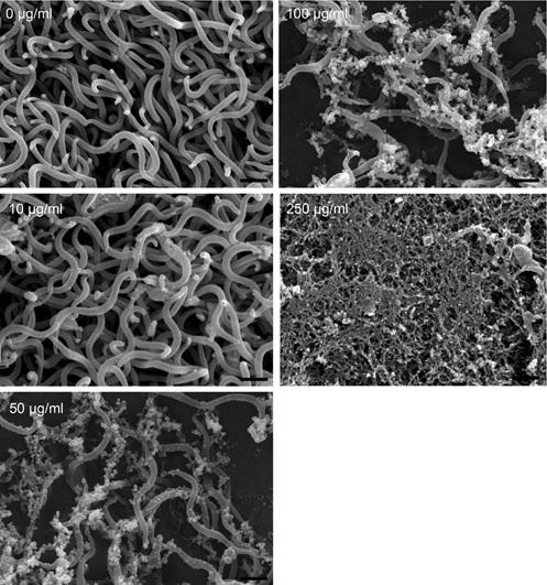 Antibacterial activity of Bacillus species-derived surfactin on Brachyspira hyodysenteriae and Clostridium perfringens (Extract) - Image 3