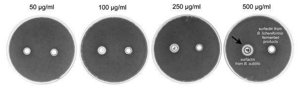 Antibacterial activity of Bacillus species-derived surfactin on Brachyspira hyodysenteriae and Clostridium perfringens (Extract) - Image 1