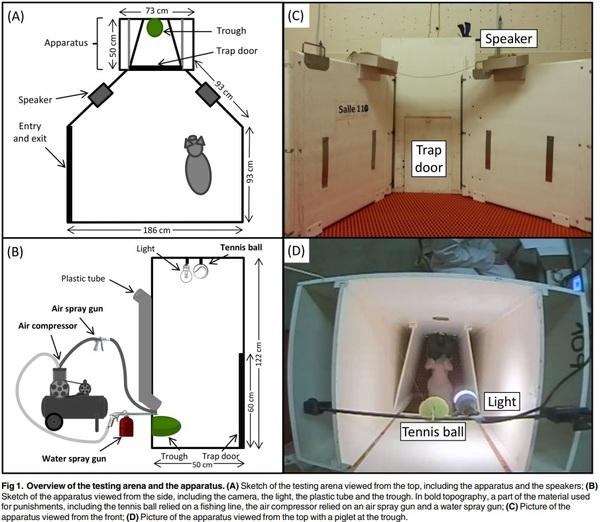 The Way Humans Behave Modulates the Emotional State of Piglets - Image 1