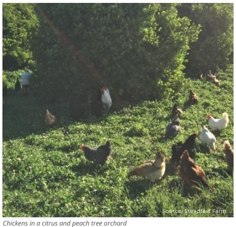 Silvopasture-based poultry production - Image 2