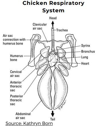 Chicken Vocalizations - Image 3