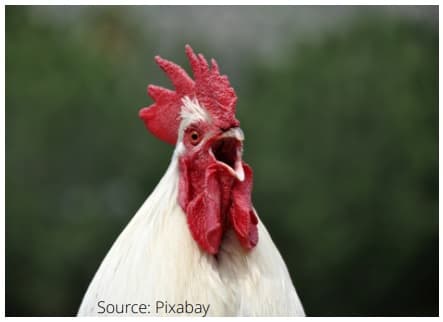 Chicken Vocalizations | Engormix