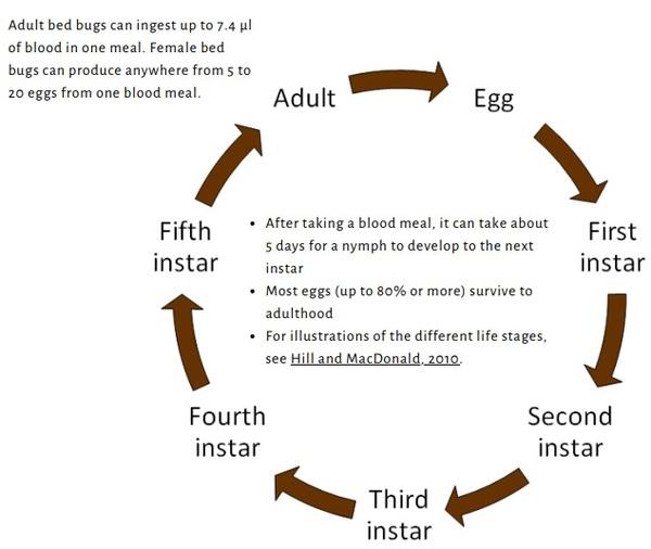 Poultry Parasites: Bed Bugs - Image 3