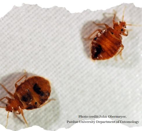 Bed bugs  UMN Extension