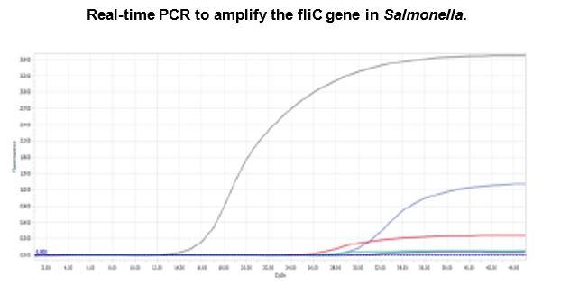Fowl typhoid: a very current headache. Effective vaccination strategies against this avian salmonellosis - Image 6