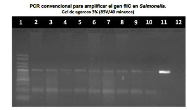 Fowl typhoid: a very current headache. Effective vaccination strategies against this avian salmonellosis - Image 8