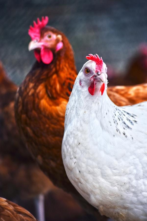 Fowl typhoid: a very current headache. Effective vaccination strategies against this avian salmonellosis - Image 1