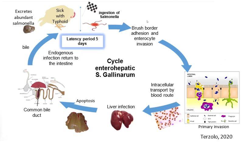 Fowl typhoid: a very current headache. Effective vaccination strategies against this avian salmonellosis - Image 2