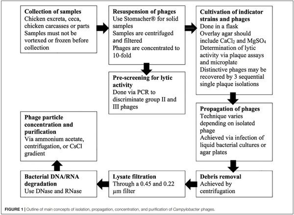 Application of Bacteriophages to Limit Campylobacter in Poultry Production - Image 2