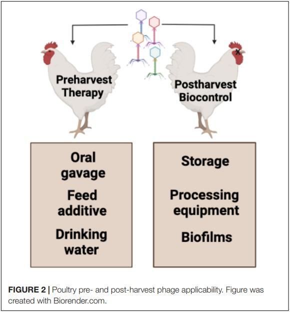 Application of Bacteriophages to Limit Campylobacter in Poultry Production - Image 3