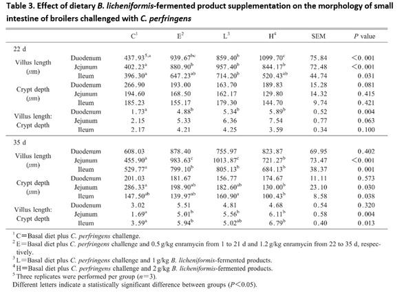 Bacillus licheniformis-Fermented Products Improve Growth Performance and Intestinal Gut Morphology in Broilers under Clostridium perfringens Challenges (Extract) - Image 3