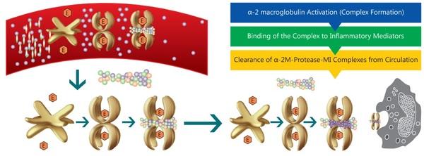 Use of Systemic Immunity in Poultry - Image 2