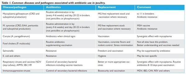 How to grow broilers without the routine use of antibiotics - Image 1