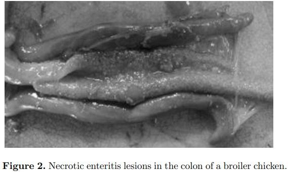 An optimist’s view on limiting necrotic enteritis and maintaining broiler gut health and performance in today’s marketing, food safety, and regulatory climate - Image 2
